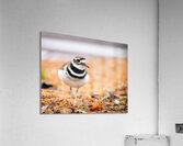 Intrepid Killdeer Acrylic Print