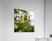 Cedar Waxwing 1 Acrylic Print