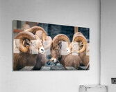 Radium Peace Talks Acrylic Print