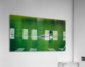 Loon in the Rain Acrylic Print