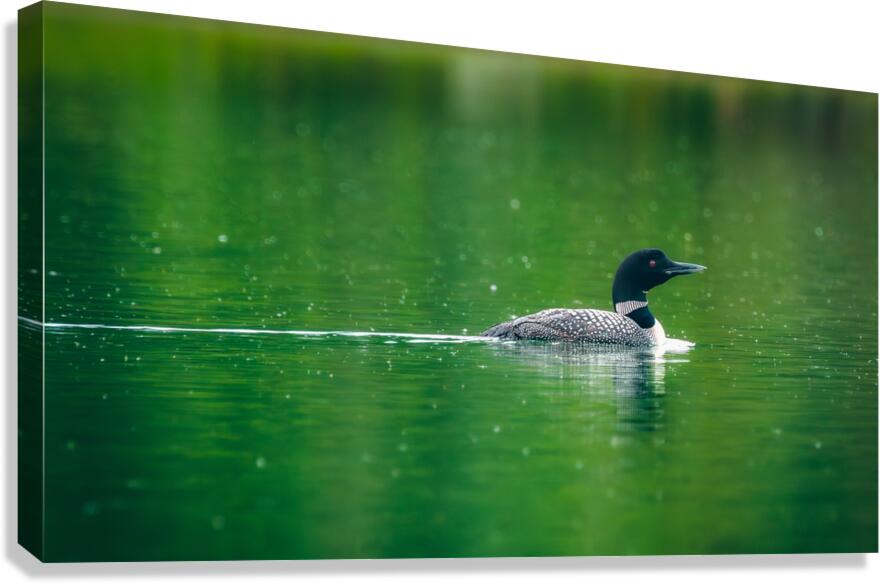 Loon in the Rain Canvas Print