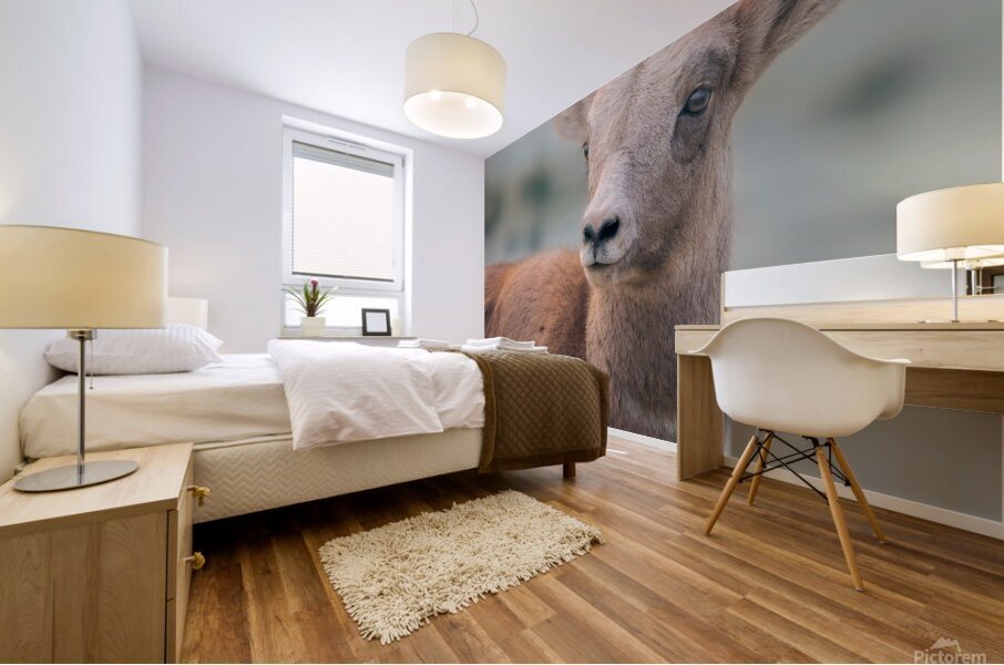 Baby Sheep Mural print