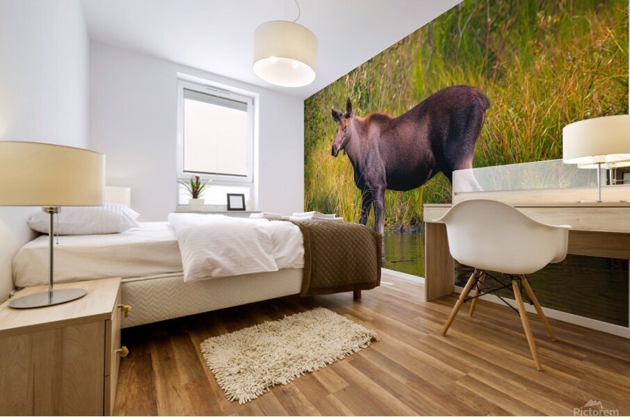 Baby Moose Mural print