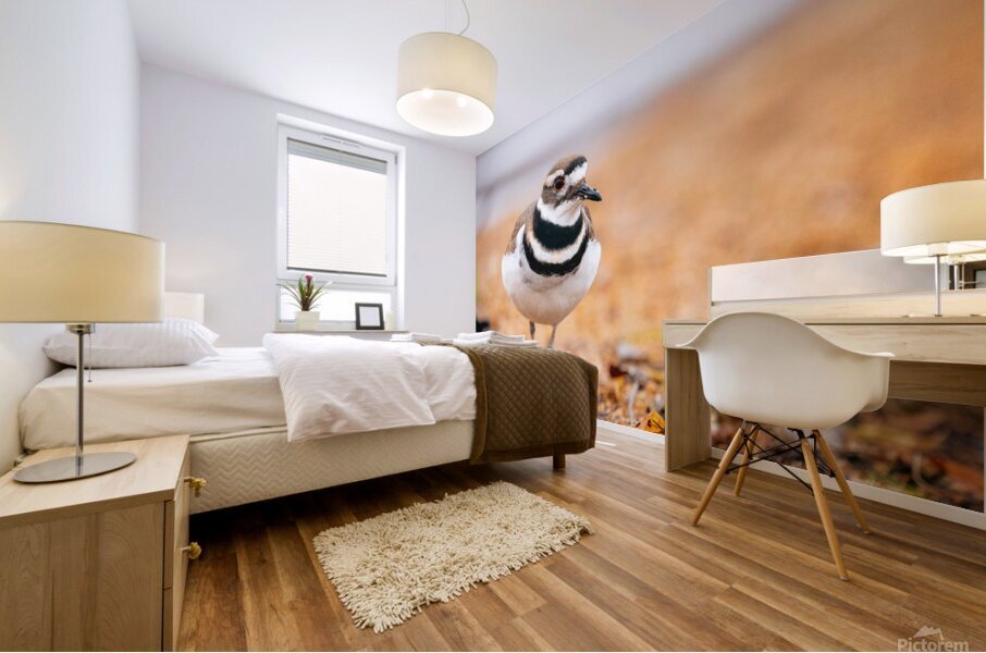 Intrepid Killdeer Mural print