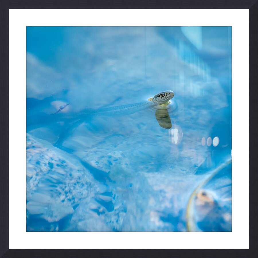 Fancy A Sssswimm Picture Frame print