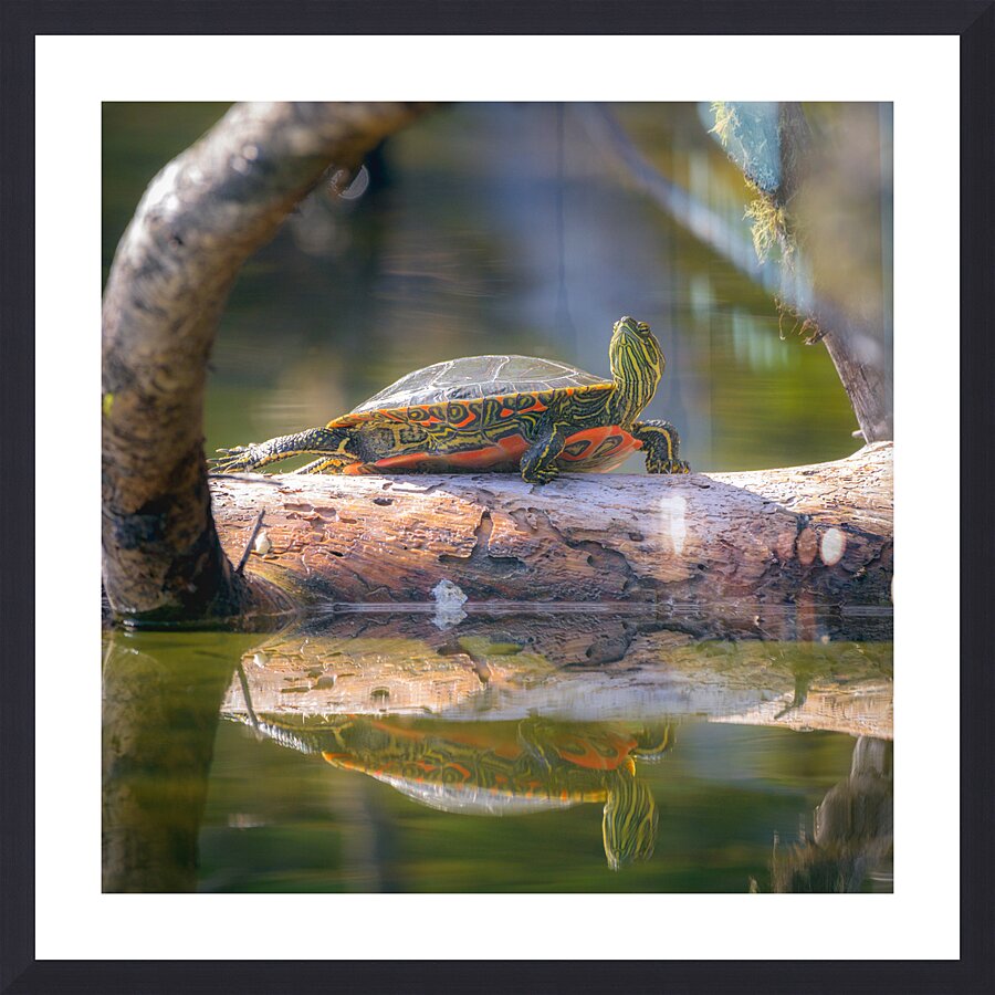 A Turtle Named Lillian Picture Frame print