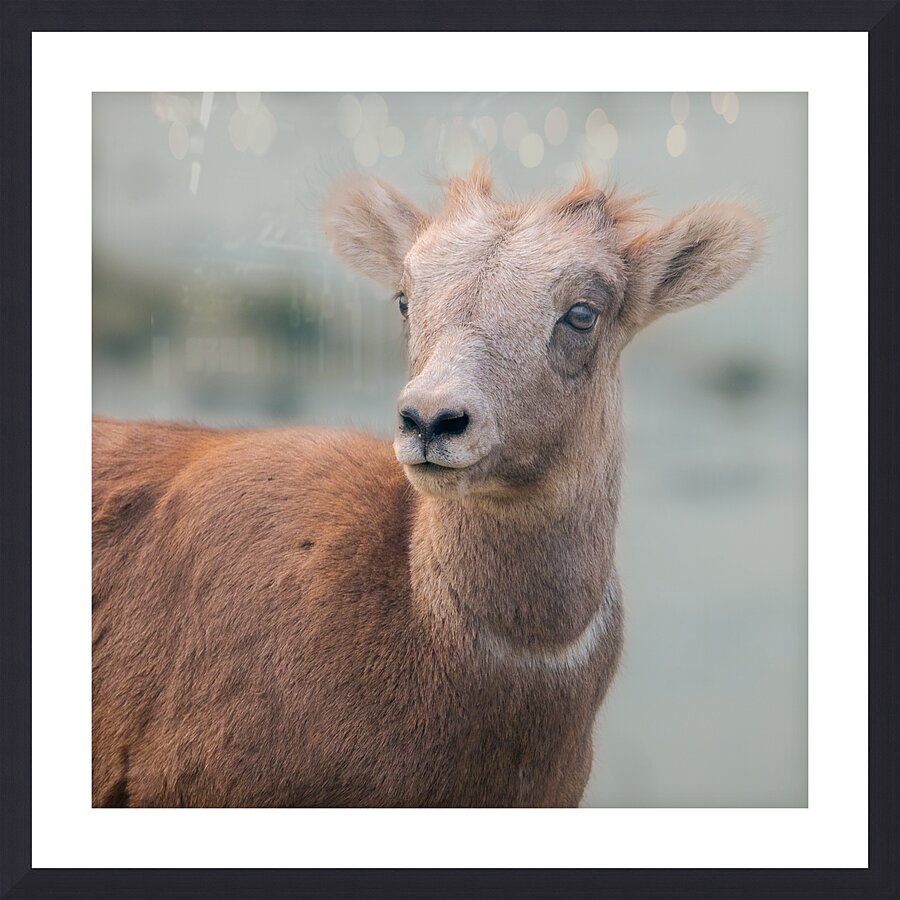 Baby Sheep Picture Frame print