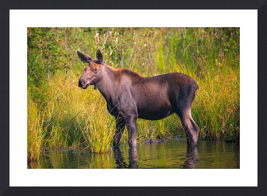 Baby Moose Picture Frame print