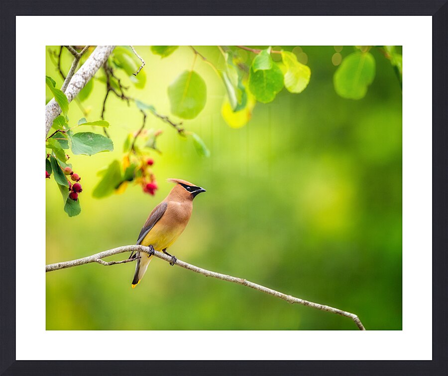 Cedar Waxwing Picture Frame print
