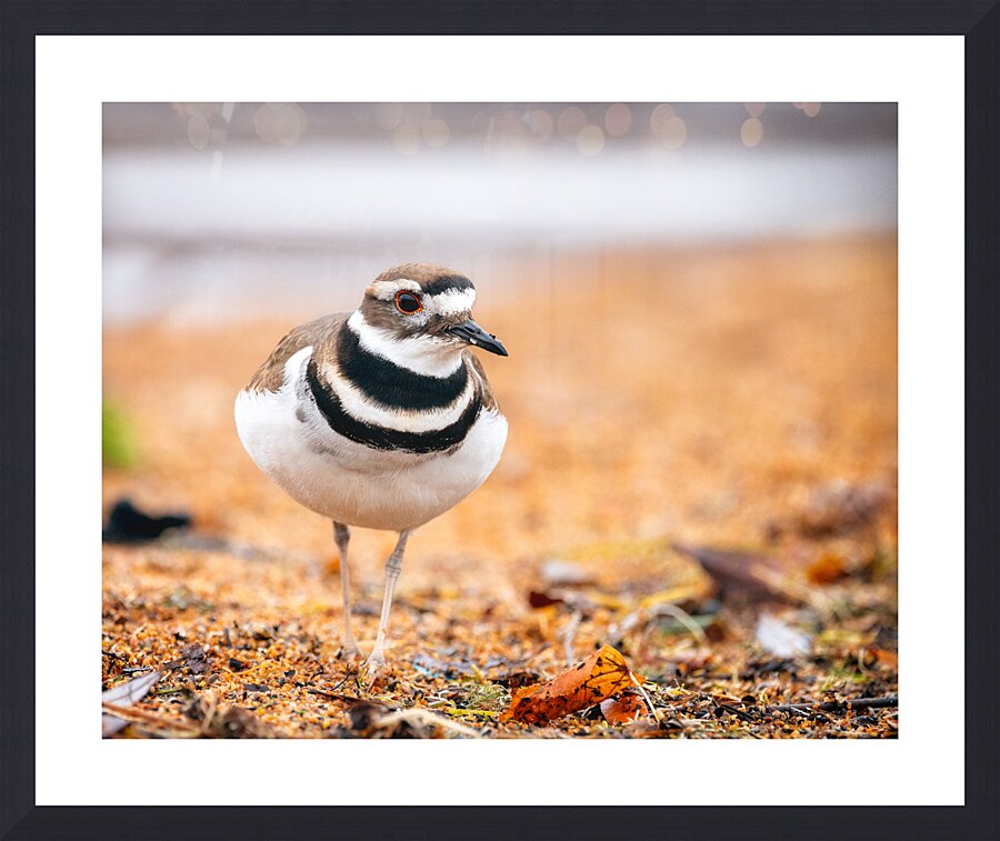 Intrepid Killdeer Picture Frame print