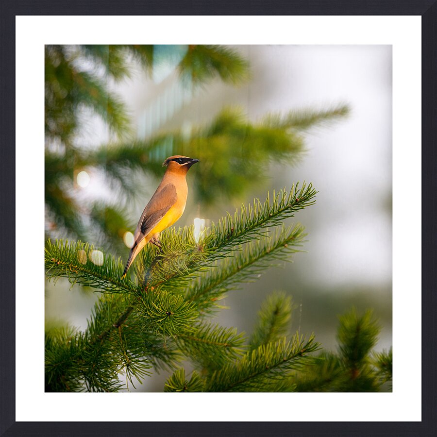 Cedar Waxwing 1 Picture Frame print
