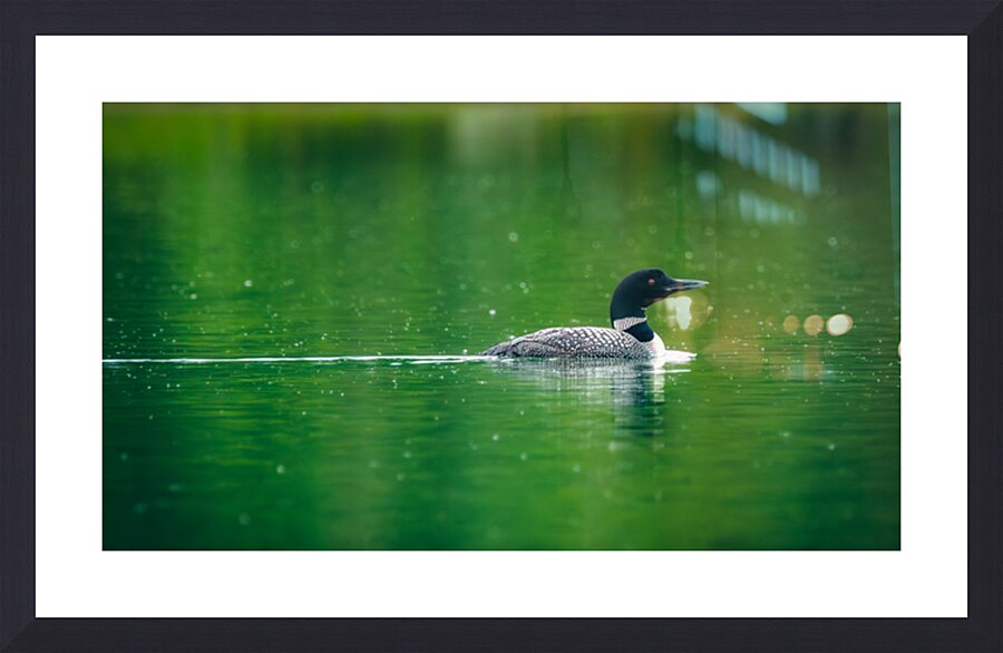 Loon in the Rain Picture Frame print