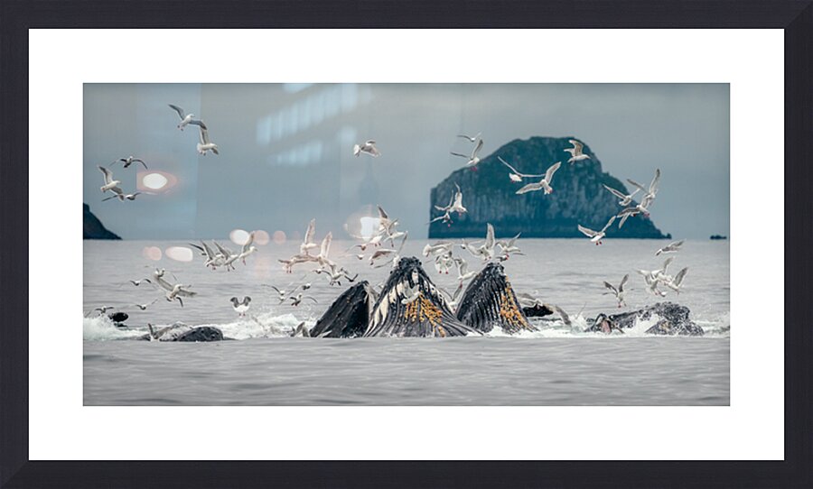 Whales At Work Picture Frame print