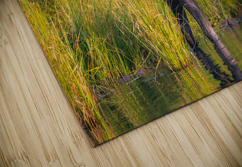 Baby Moose Paul Skelhorne Photography puzzle