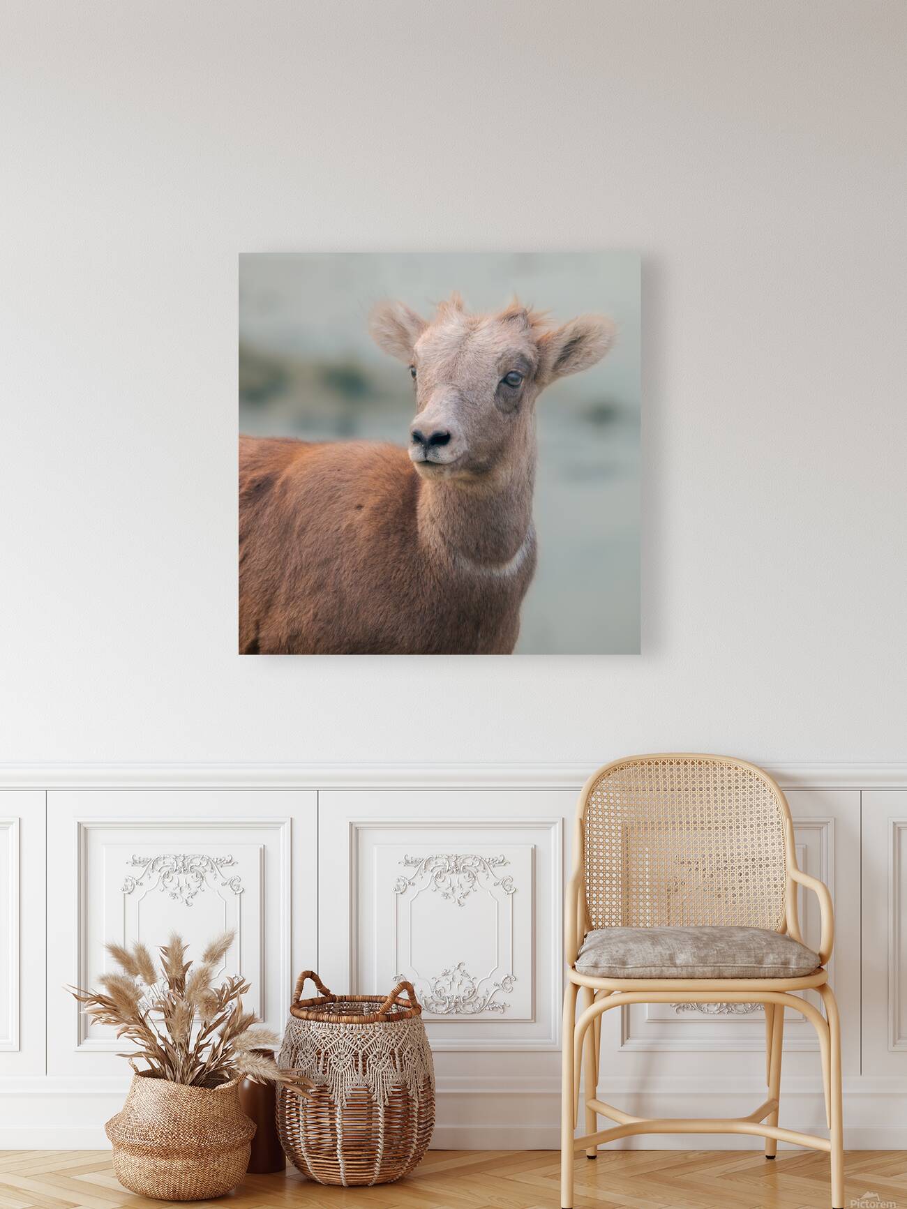 Baby Sheep Reproduction