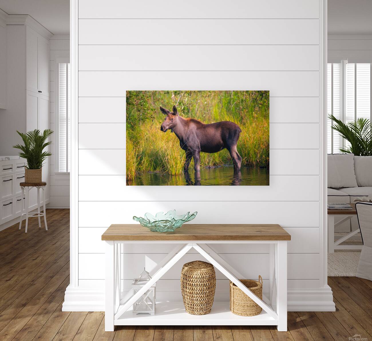 Baby Moose Reproduction
