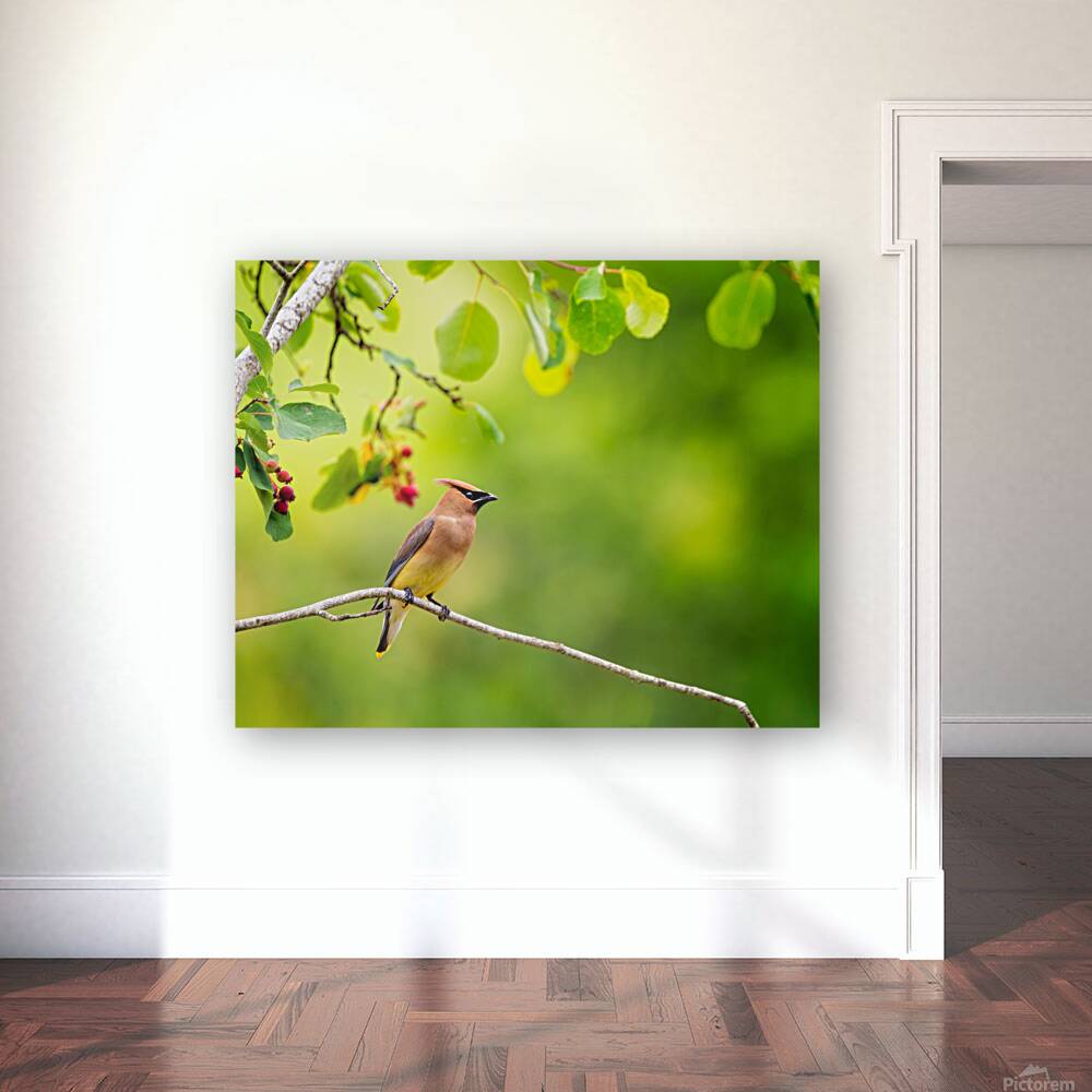 Cedar Waxwing Reproduction