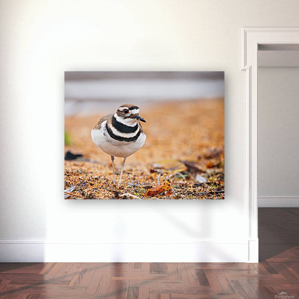 Intrepid Killdeer Reproduction