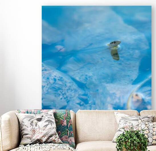 Fancy A Sssswimm by Paul Skelhorne Photography