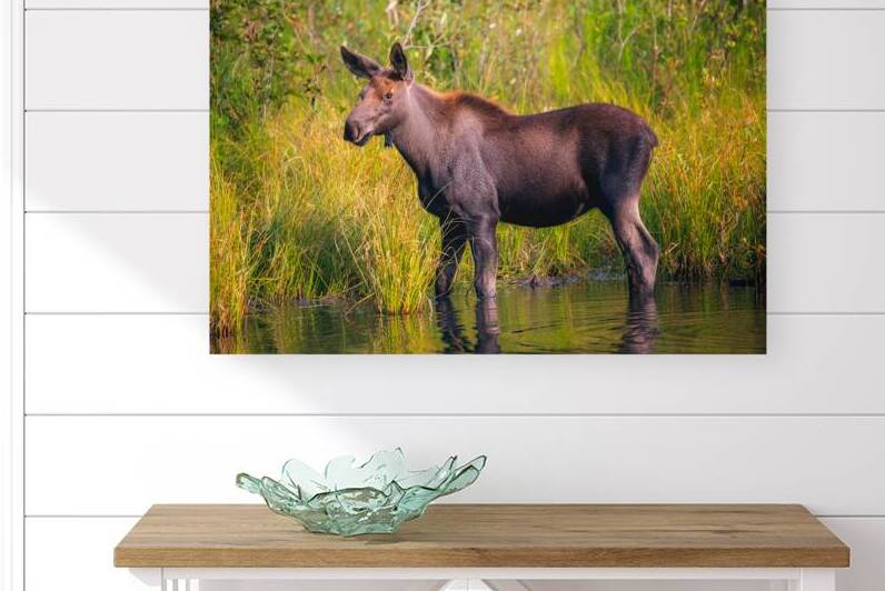 Baby Moose by Paul Skelhorne Photography
