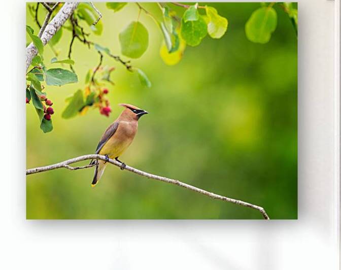 Cedar Waxwing by Paul Skelhorne Photography
