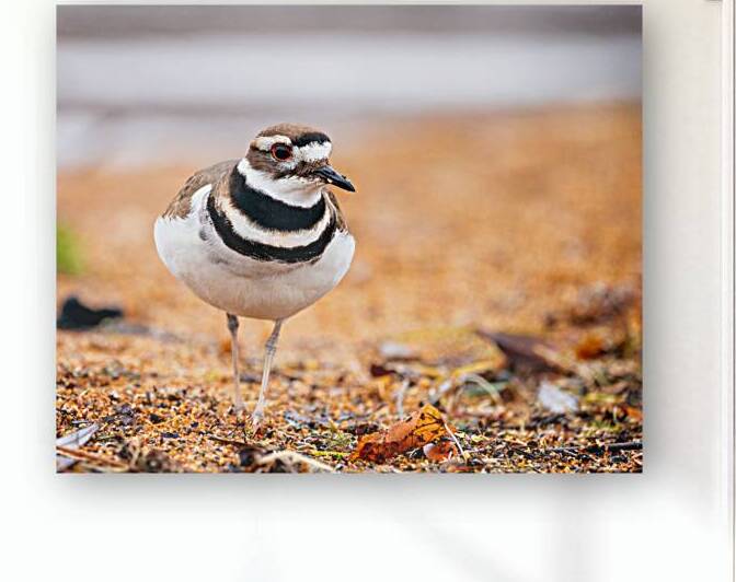 Intrepid Killdeer by Paul Skelhorne Photography