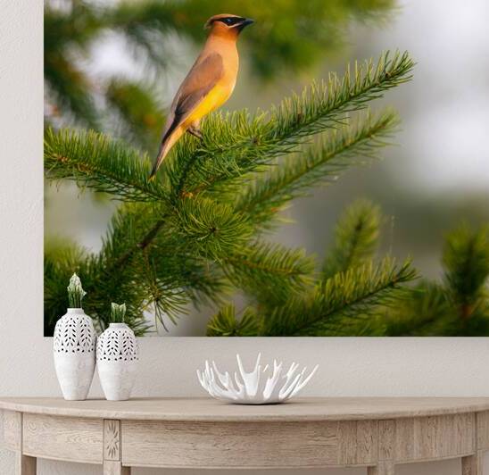Cedar Waxwing 1 by Paul Skelhorne Photography