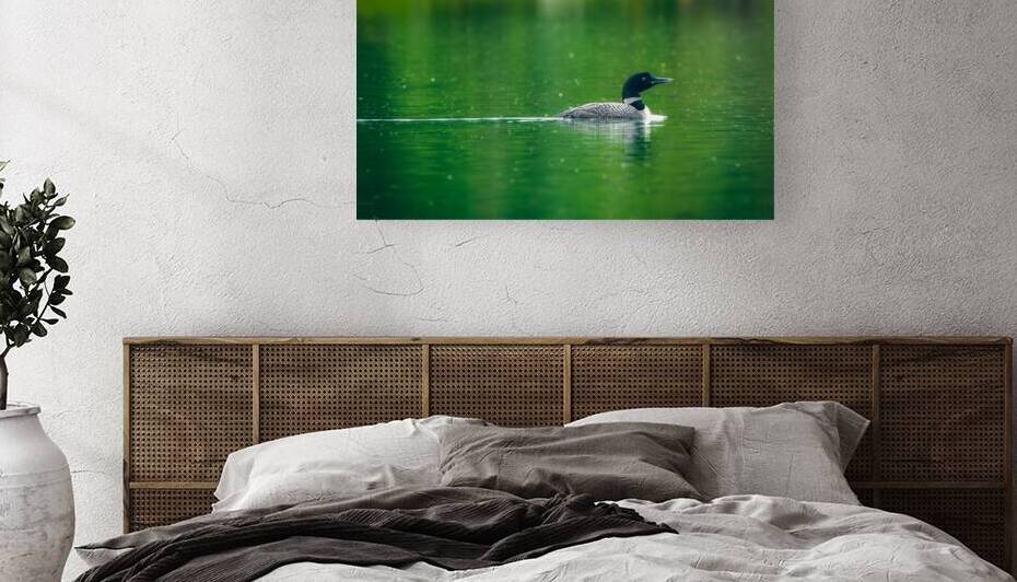 Loon in the Rain by Paul Skelhorne Photography