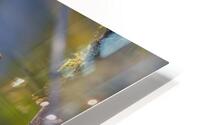 A Turtle Named Lillian HD Metal print