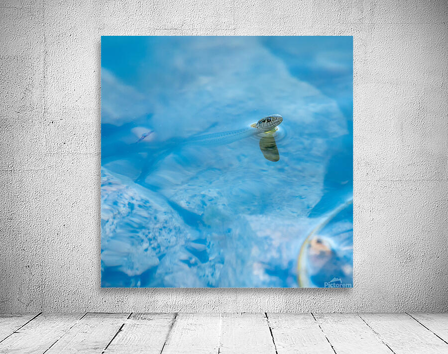 Fancy A Sssswimm Wall Preview