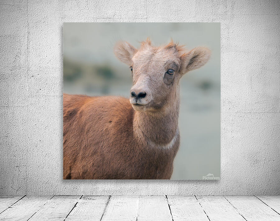 Baby Sheep Wall Preview