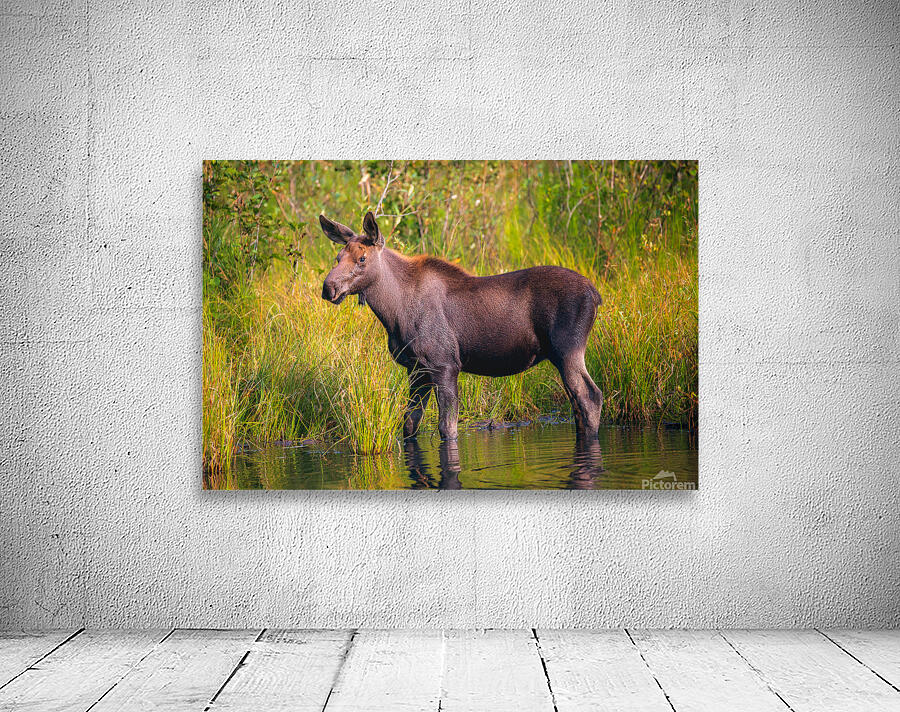 Baby Moose Wall Preview