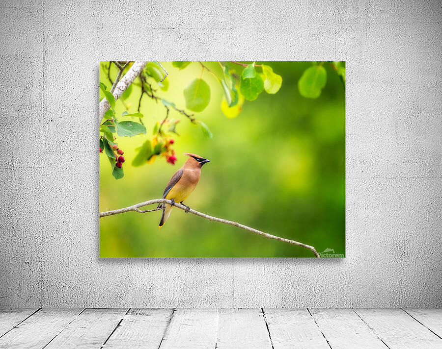 Cedar Waxwing Wall Preview