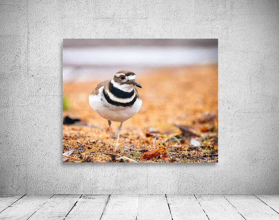 Intrepid Killdeer Wall Preview