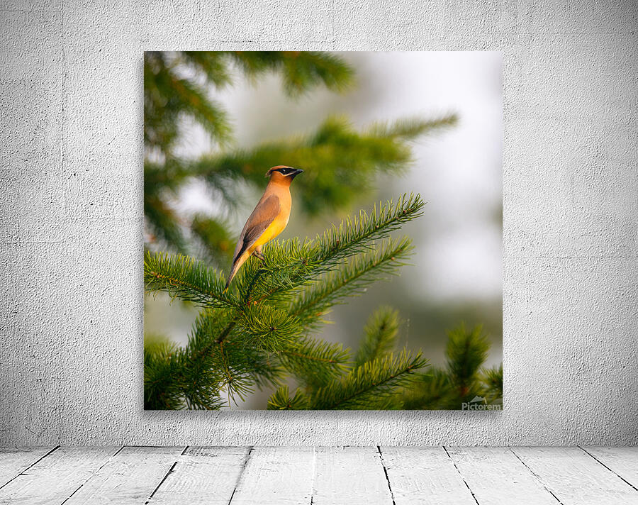 Cedar Waxwing 1 Wall Preview