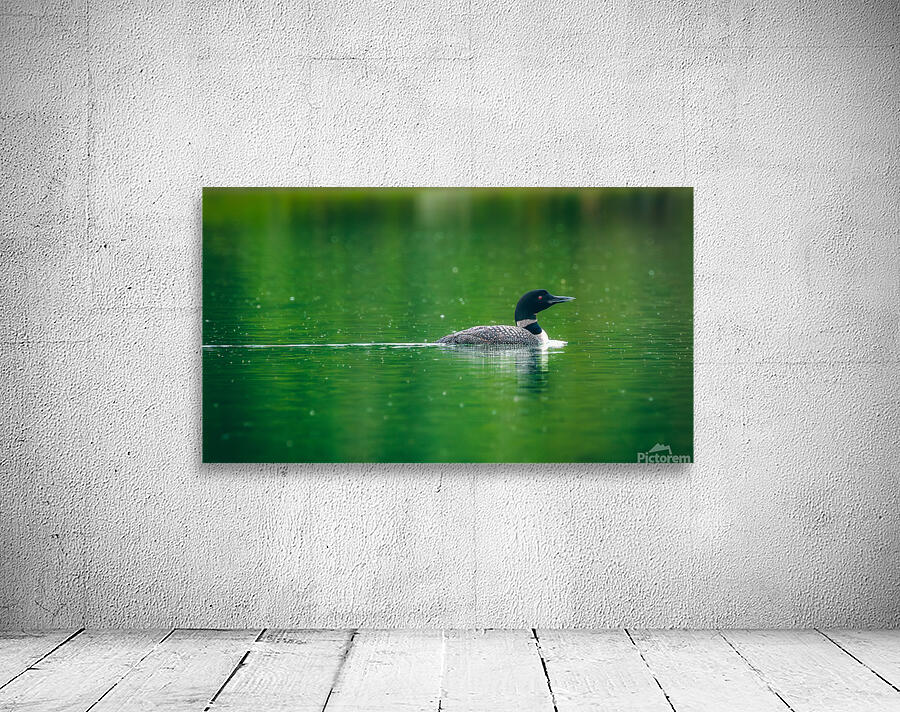Loon in the Rain Wall Preview