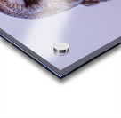 SEO Sunset Acrylic print