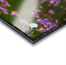 Hummingbird in Flower Frame Acrylic print