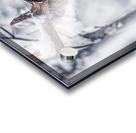 Buck Glancial Blue Acrylic print