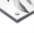 Loon BW Acrylic print