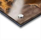 Red Fox Kits Acrylic print