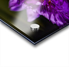 Flower Story 2 Acrylic print