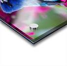 Indigo Bunting Acrylic print