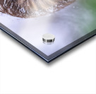 Saw Whet Owl Acrylic print