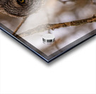 GGO 5 Peekaboo Acrylic print