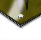 Hummingbird Acrylic print