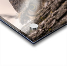 GHO Peekaboo Acrylic print