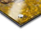 Bald Eagle Fall Time Acrylic print