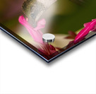 Hummingbird 2 Acrylic print