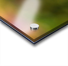 Hummingbird 3 Acrylic print